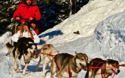 Dog Sledding Canadian Wilderness